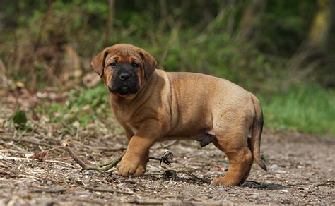 土佐 犬 闘犬 廃止